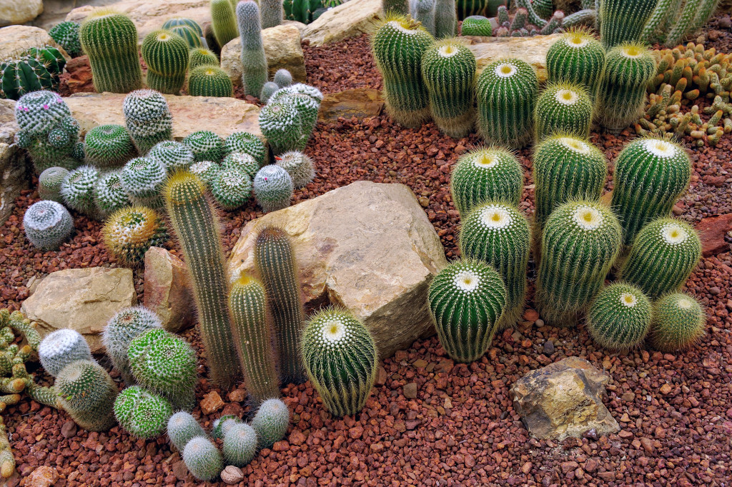 Cactus planted in a garden