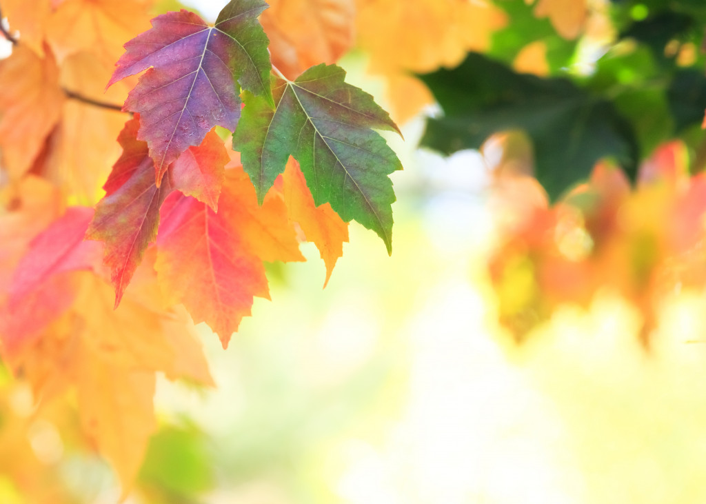 an image of leaves with different colors